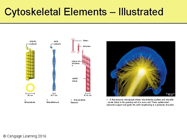 Cytoskeletal Elements – Illustrated tubulin subunit dimer actin subunit tetramer sheet of tetramer s