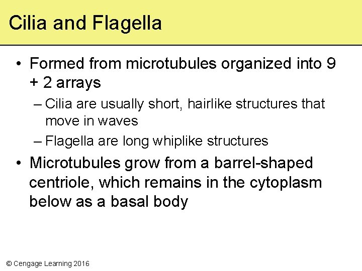 Cilia and Flagella • Formed from microtubules organized into 9 + 2 arrays –