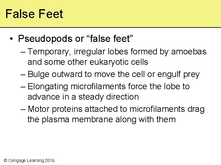 False Feet • Pseudopods or “false feet” – Temporary, irregular lobes formed by amoebas