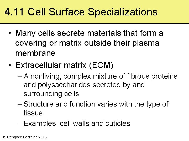 4. 11 Cell Surface Specializations • Many cells secrete materials that form a covering