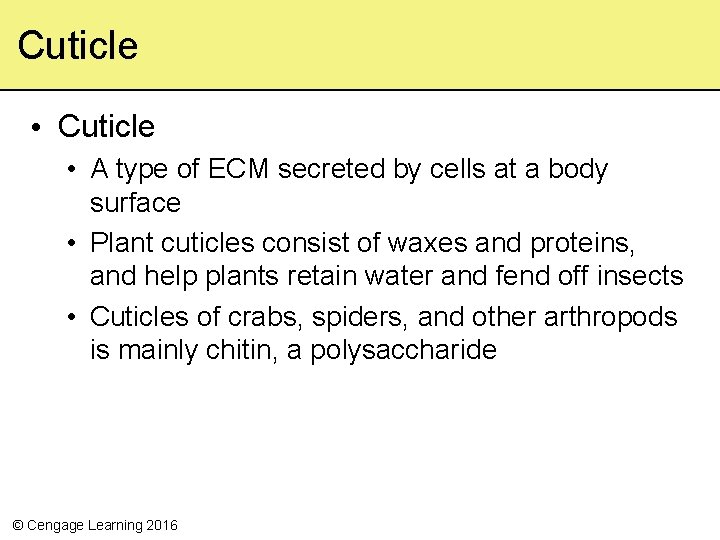 Cuticle • A type of ECM secreted by cells at a body surface •