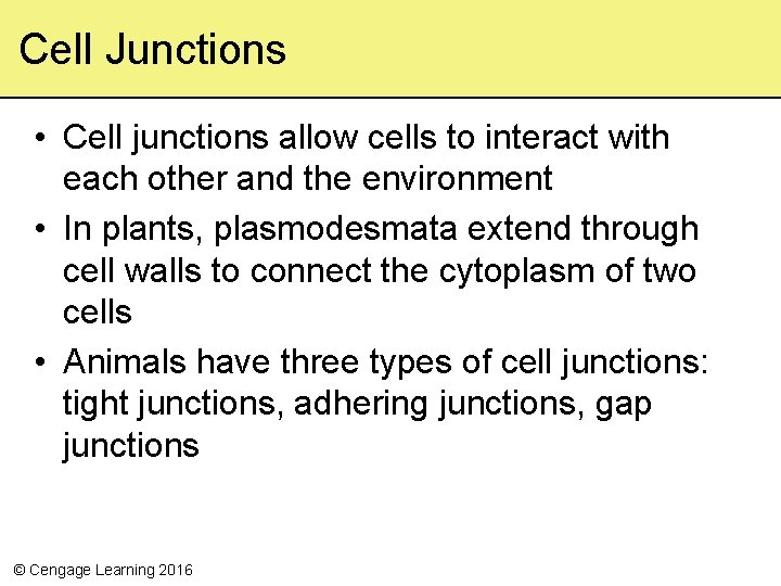 Cell Junctions • Cell junctions allow cells to interact with each other and the