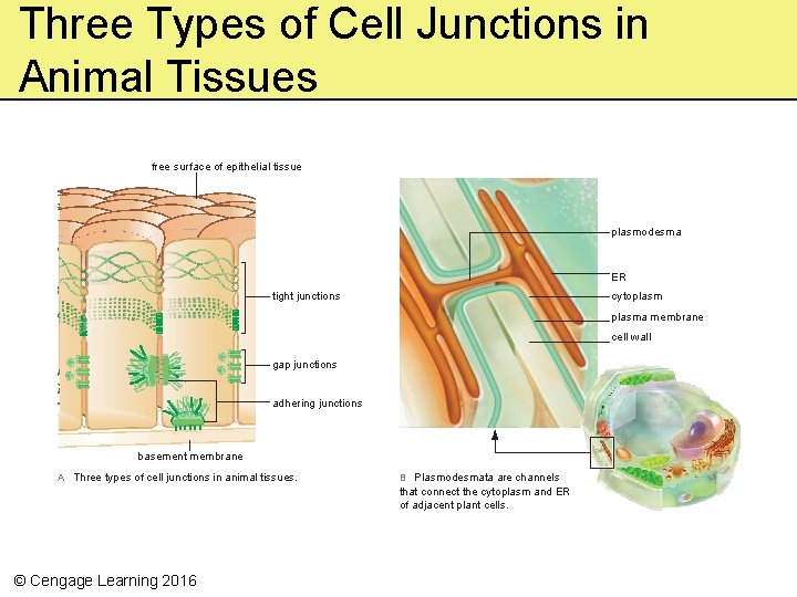 Three Types of Cell Junctions in Animal Tissues free surface of epithelial tissue plasmodesma