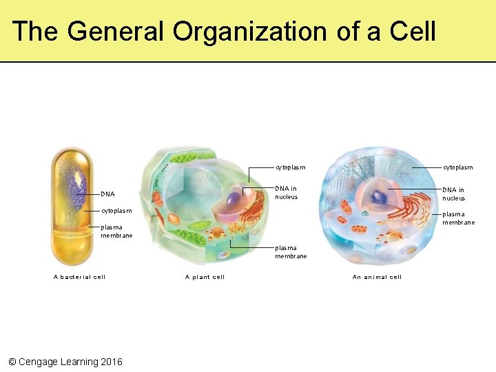 The General Organization of a Cell DNA cytoplasm DNA in nucleus cytoplasma membrane plasma