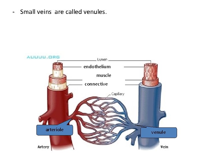 Anatomy and Physiology Arteries and Veins Mrs Gionta