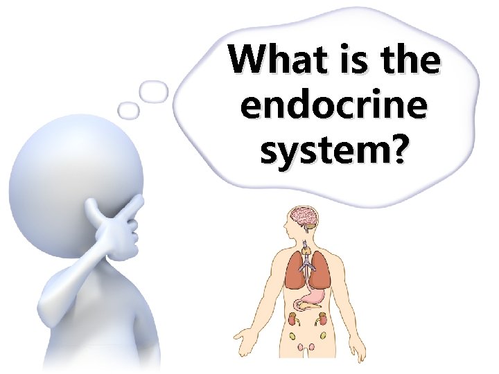 What is the endocrine system? What is the endocrine system?