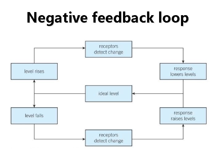 Negative feedback loop Negative feedback loop
