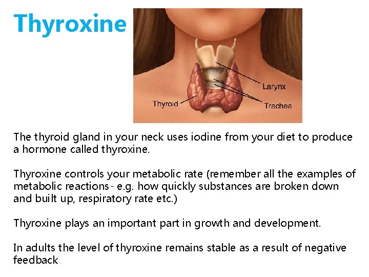 Thyroxine The thyroid gland in your neck uses iodine from your diet to produce Thyroxine The thyroid gland in your neck uses iodine from your diet to produce