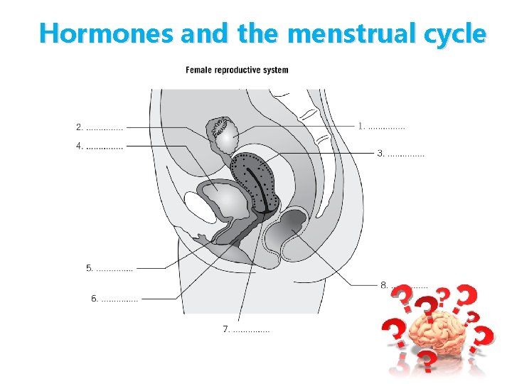 Hormones and the menstrual cycle Hormones and the menstrual cycle