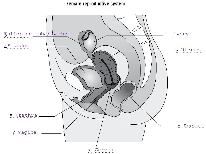 Fallopian tube/oviduct Ovary Bladder Uterus Urethra Rectum Vagina Cervix Fallopian tube/oviduct Ovary Bladder Uterus Urethra Rectum Vagina Cervix