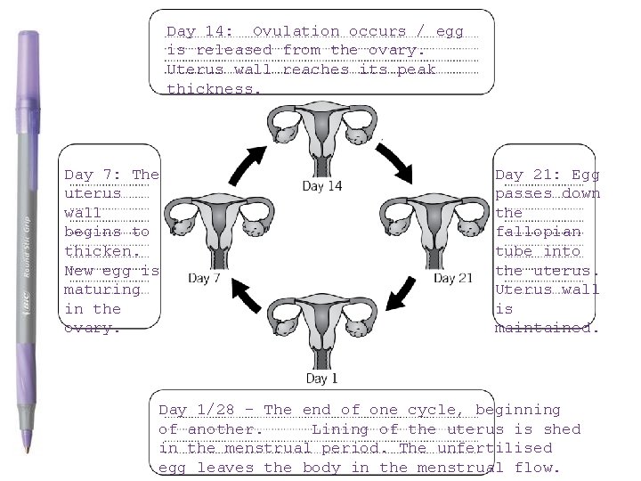 Day 14: Ovulation occurs / egg is released from the ovary. Uterus wall reaches Day 14: Ovulation occurs / egg is released from the ovary. Uterus wall reaches