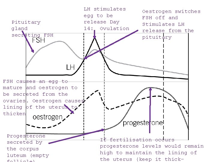 Pituitary gland secreting FSH LH stimulates egg to be release Day 14: Ovulation Oestrogen Pituitary gland secreting FSH LH stimulates egg to be release Day 14: Ovulation Oestrogen