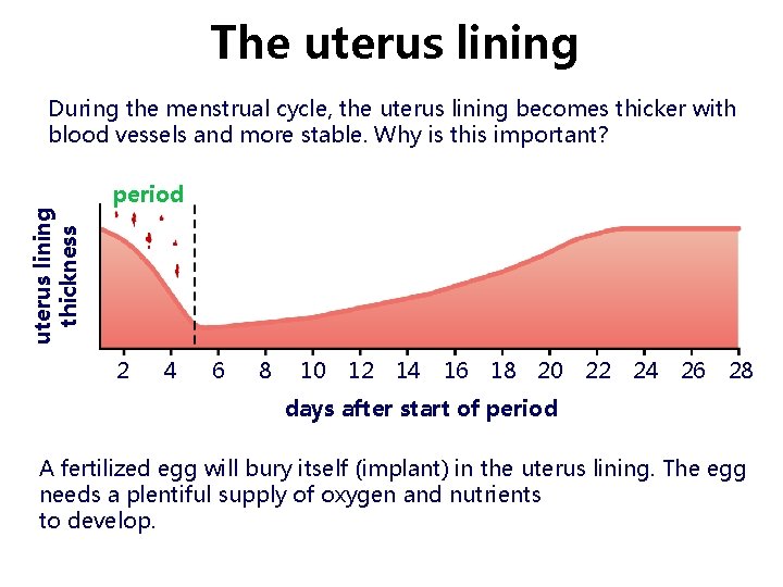 The uterus lining thickness During the menstrual cycle, the uterus lining becomes thicker with The uterus lining thickness During the menstrual cycle, the uterus lining becomes thicker with