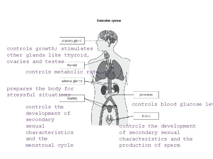 controls growth; stimulates other glands like thyroid, ovaries and testes controls metabolic rate prepares controls growth; stimulates other glands like thyroid, ovaries and testes controls metabolic rate prepares