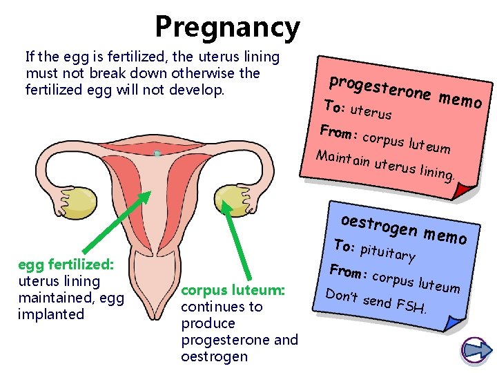 Pregnancy If the egg is fertilized, the uterus lining must not break down otherwise Pregnancy If the egg is fertilized, the uterus lining must not break down otherwise