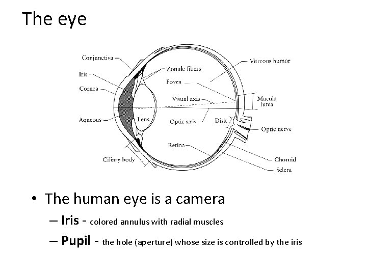 The eye • The human eye is a camera – Iris - colored annulus