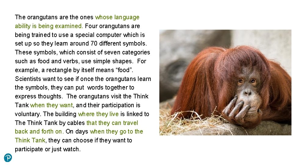 The orangutans are the ones whose language ability is being examined. Four orangutans are