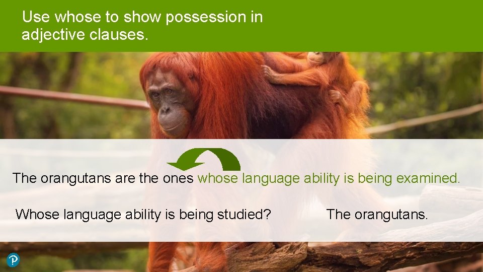 Use whose to show possession in adjective clauses. The orangutans are the ones whose