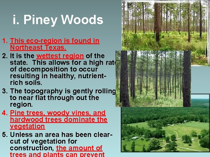 i. Piney Woods 1. This eco-region is found in Northeast Texas. 2. It is