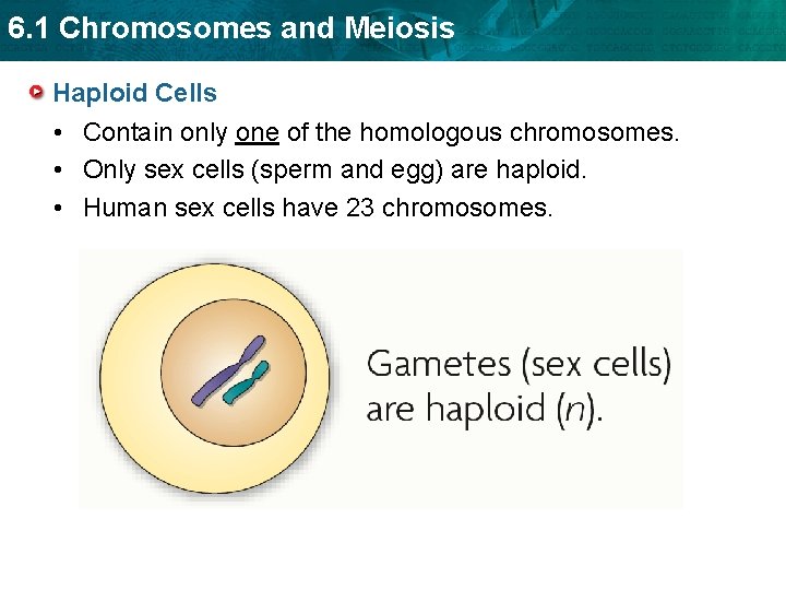 6 1 Chromosomes and Meiosis KEY CONCEPT Sex