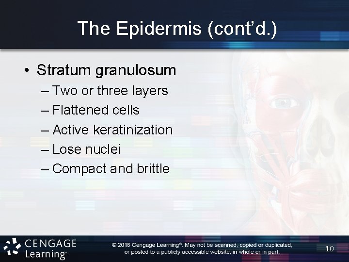 The Epidermis (cont’d. ) • Stratum granulosum – Two or three layers – Flattened
