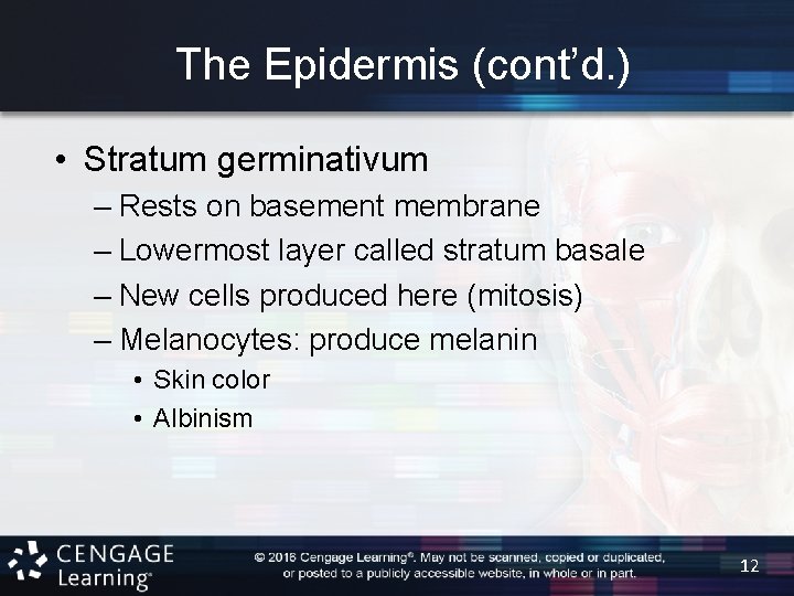 The Epidermis (cont’d. ) • Stratum germinativum – Rests on basement membrane – Lowermost