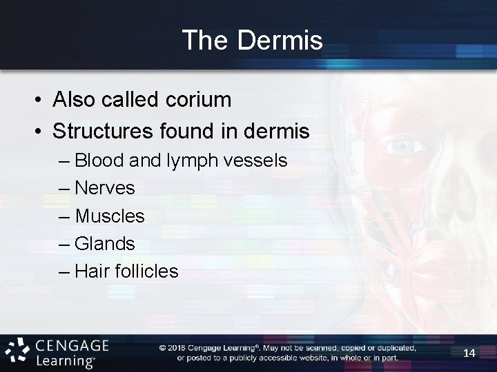 The Dermis • Also called corium • Structures found in dermis – Blood and