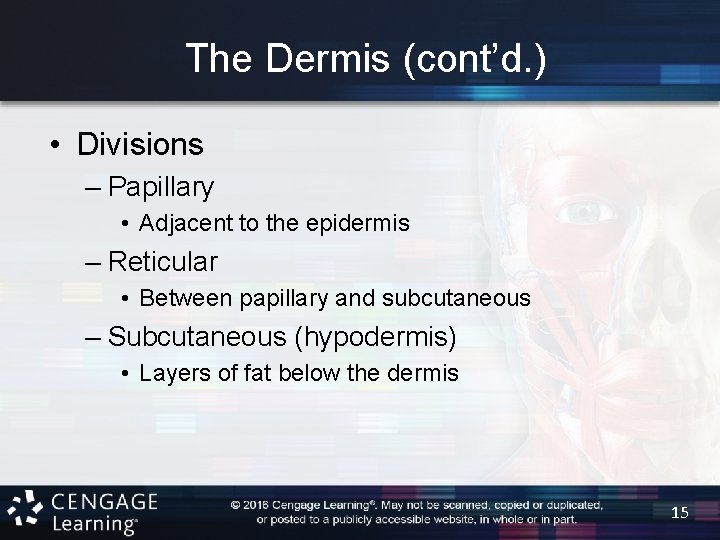 The Dermis (cont’d. ) • Divisions – Papillary • Adjacent to the epidermis –