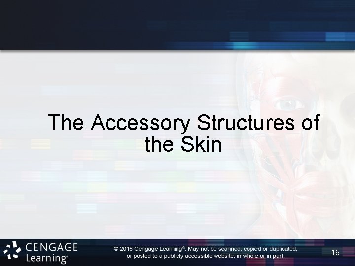 The Accessory Structures of the Skin 16 