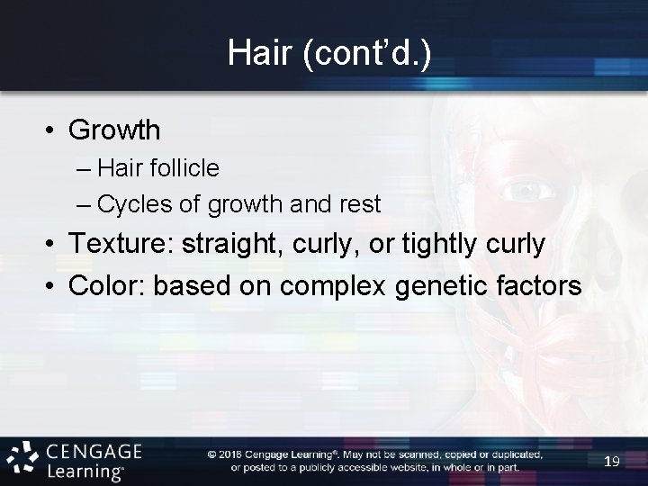 Hair (cont’d. ) • Growth – Hair follicle – Cycles of growth and rest