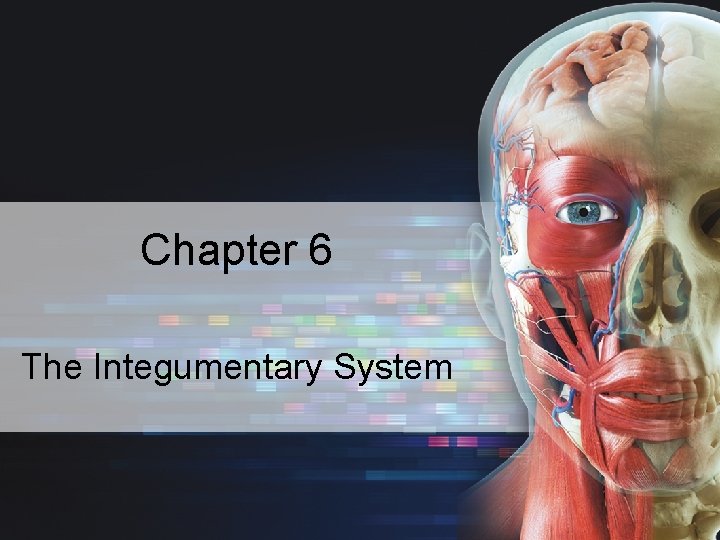 Chapter 6 The Integumentary System 2 