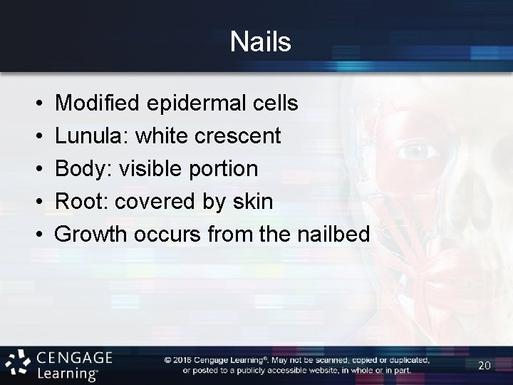 Nails • • • Modified epidermal cells Lunula: white crescent Body: visible portion Root: