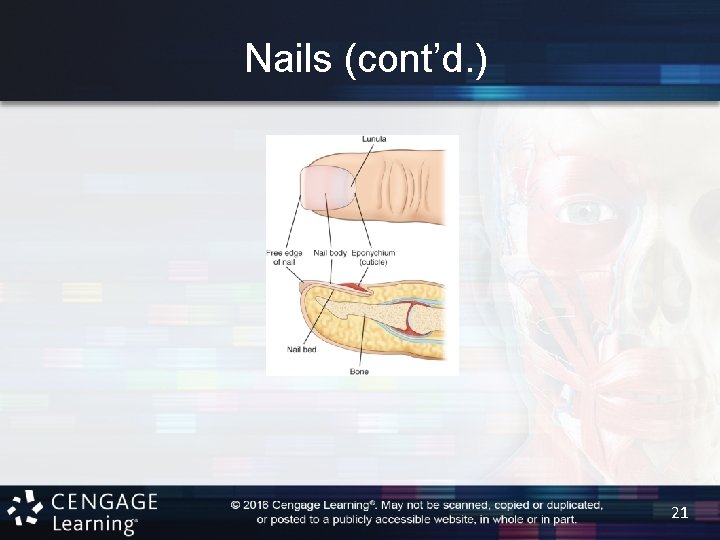 Nails (cont’d. ) 21 