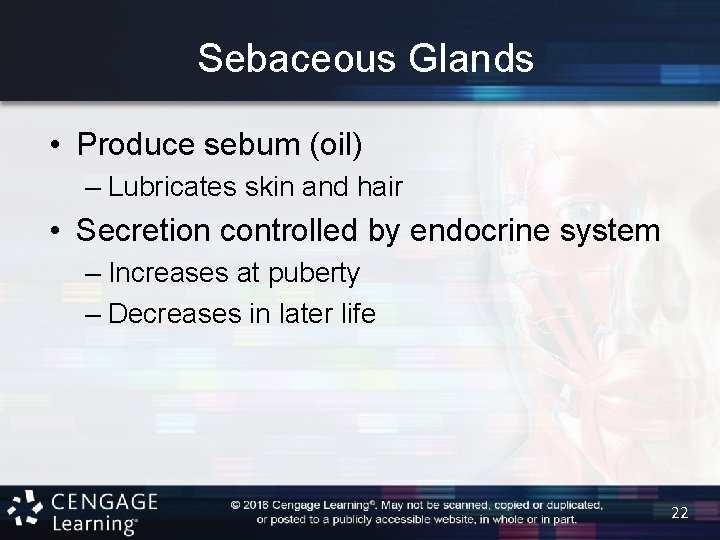Sebaceous Glands • Produce sebum (oil) – Lubricates skin and hair • Secretion controlled