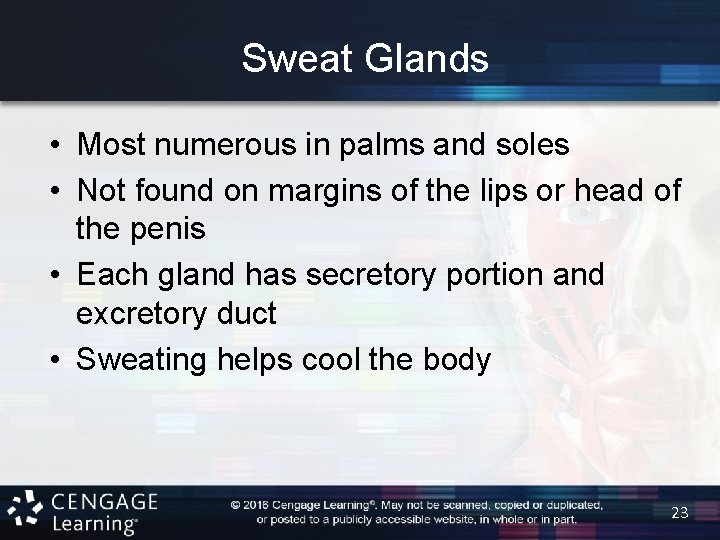 Sweat Glands • Most numerous in palms and soles • Not found on margins