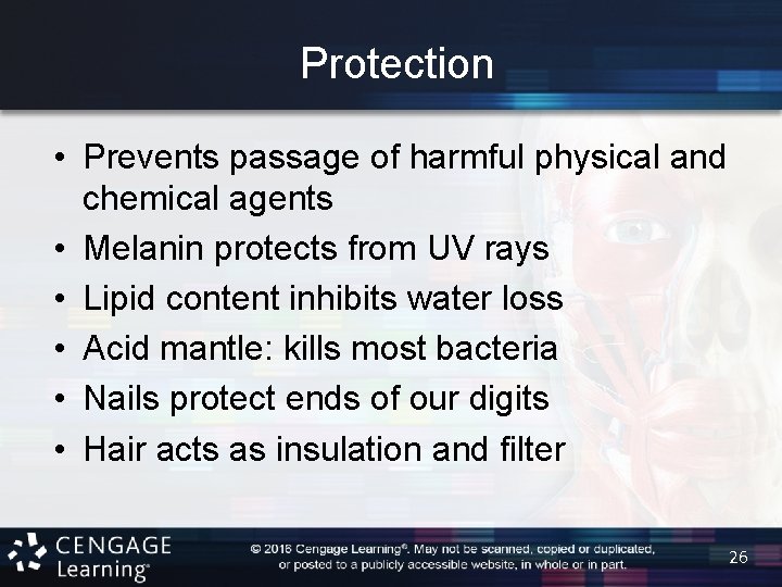 Protection • Prevents passage of harmful physical and chemical agents • Melanin protects from