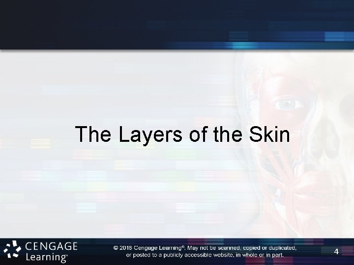 The Layers of the Skin 4 