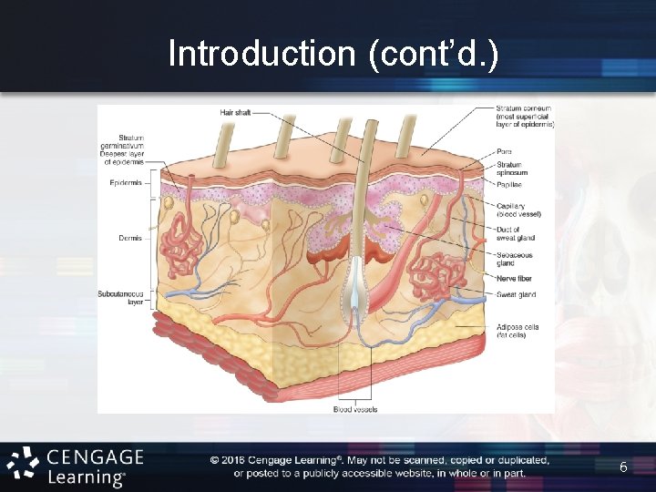 Introduction (cont’d. ) 6 