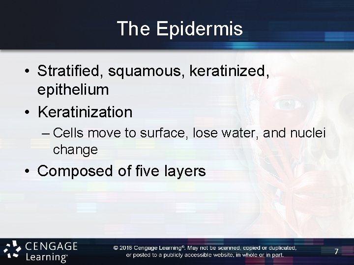The Epidermis • Stratified, squamous, keratinized, epithelium • Keratinization – Cells move to surface,