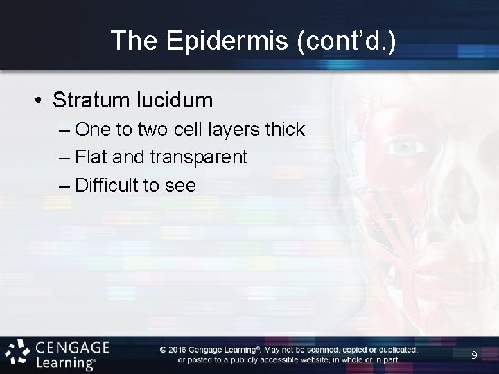 The Epidermis (cont’d. ) • Stratum lucidum – One to two cell layers thick