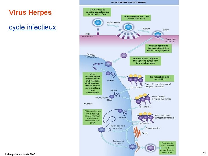 Virus Herpes cycle infectieux Antiherpétiques - année 2007 11 