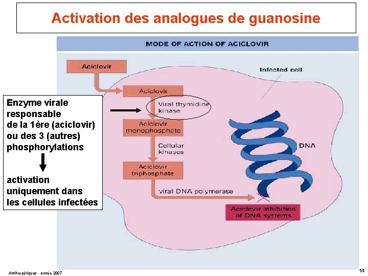 Activation des analogues de guanosine Enzyme virale responsable de la 1ère (aciclovir) ou des