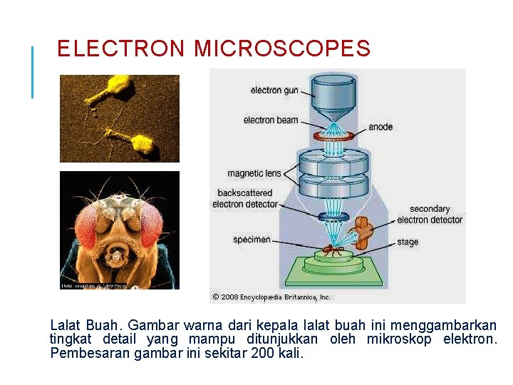 ELECTRON MICROSCOPES Lalat Buah. Gambar warna dari kepala lalat buah ini menggambarkan tingkat detail