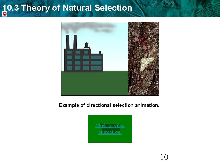 10. 3 Theory of Natural Selection Animation Example of directional selection animation. Click to