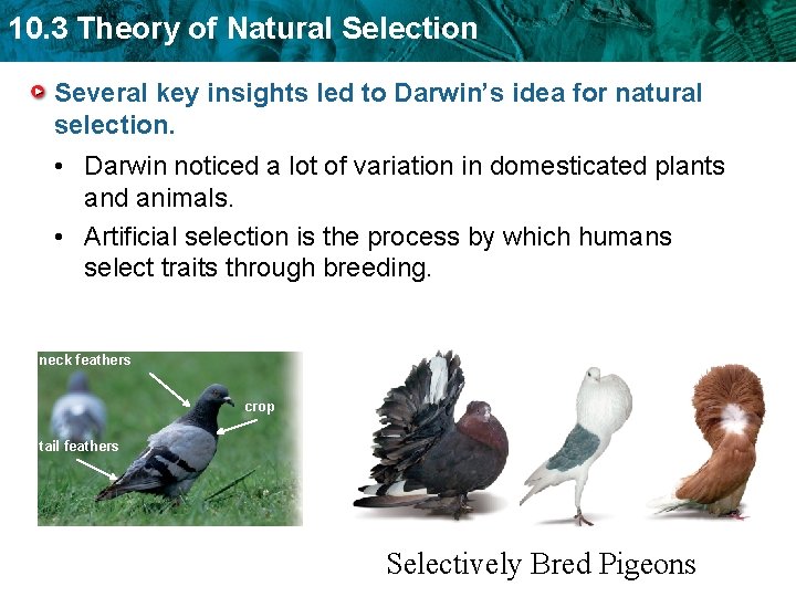 10. 3 Theory of Natural Selection Several key insights led to Darwin’s idea for