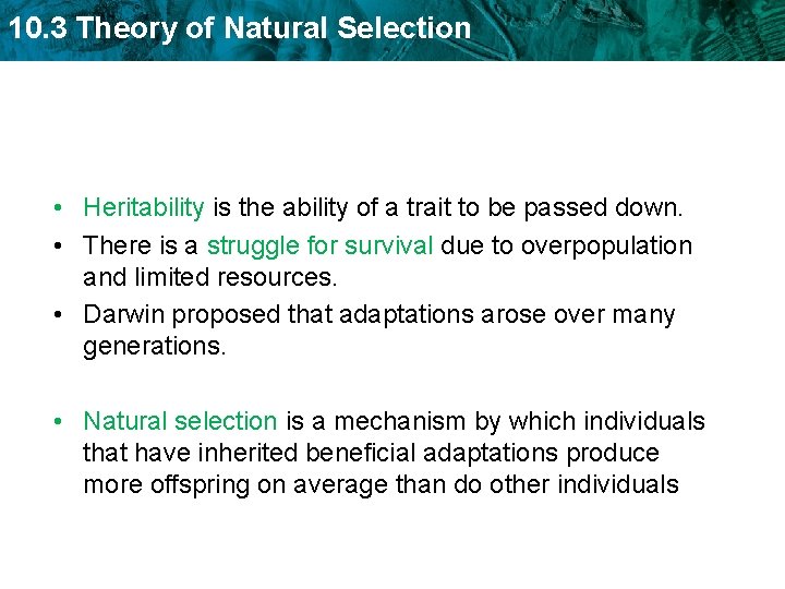 10. 3 Theory of Natural Selection • Heritability is the ability of a trait