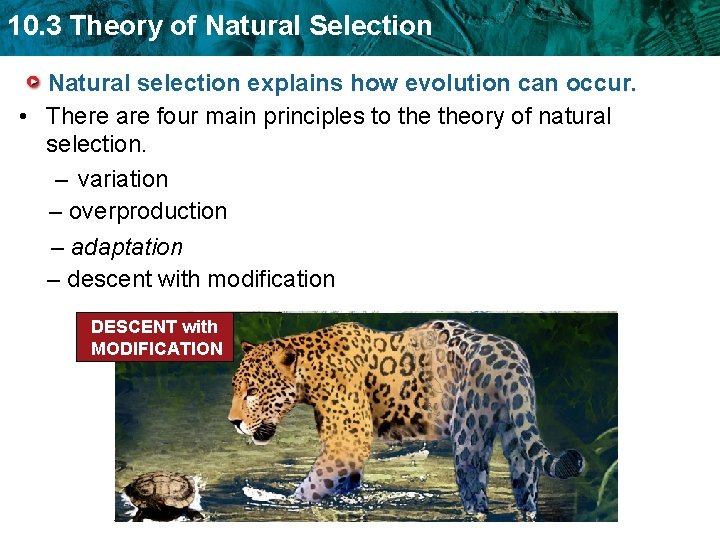 10. 3 Theory of Natural Selection Natural selection explains how evolution can occur. •