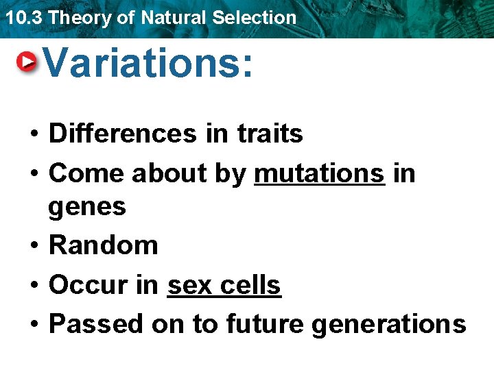 10. 3 Theory of Natural Selection Variations: • Differences in traits • Come about