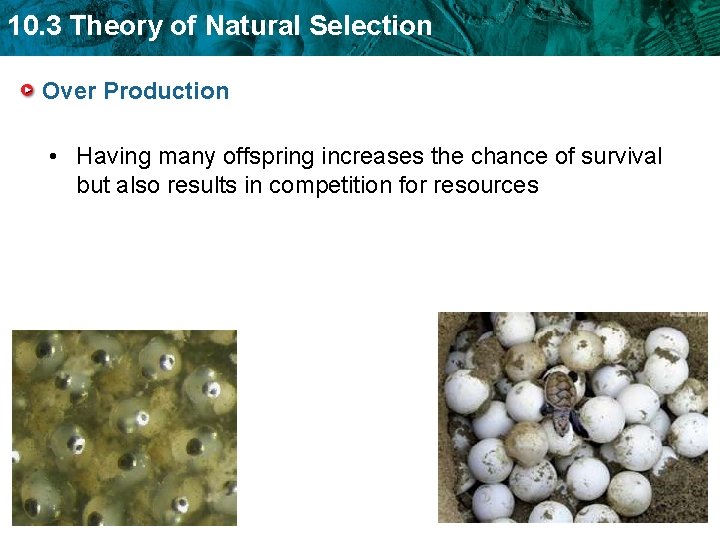 10. 3 Theory of Natural Selection Over Production • Having many offspring increases the