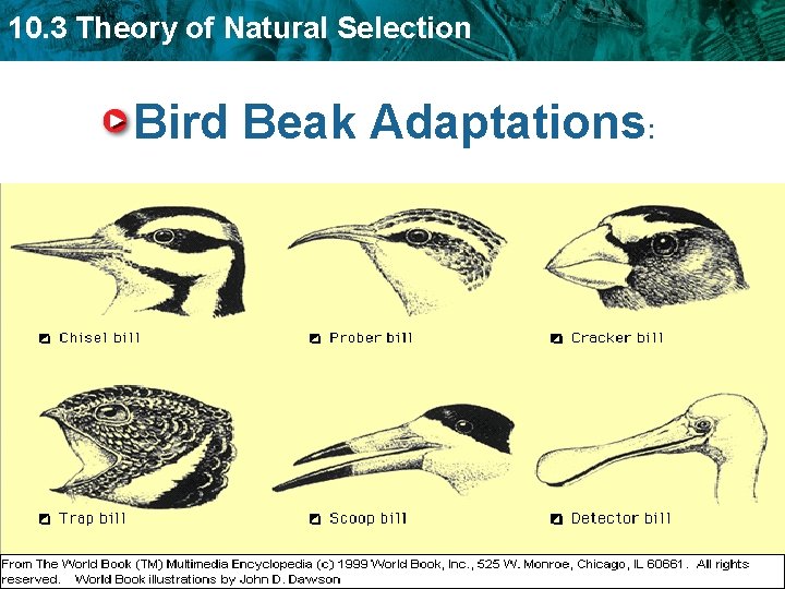 10. 3 Theory of Natural Selection Bird Beak Adaptations: 